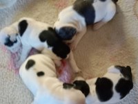 KALİTELİ FRENCH BULLDOG YAVRULAR