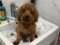 2 yaş dişi toy poodle