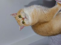 Kaliteli golden ny 12 dişi british shorthair