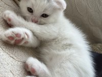 Minik scottish fold bebeğimiz