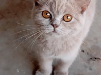 Eğitimli british shorthair