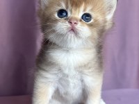 ŞOV KALİTE REZERVEYE MÜSAİT FLAXEN GOLDEN KEDİMİZ