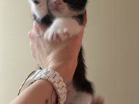 2 Aylık Bebek Tekirimizi Sahiplendirmek İstiyoruz