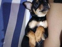 Yavru dişi chihuahua 6 aylık