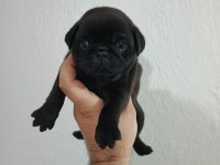 Pug Mobs Bebekler