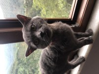 British shorthair acil sahiplenilmesi lazım