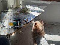 6 aylık pomeranian