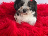 Morkie bebeklerimiz çok özel