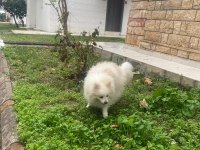 10 aylık pomeranian boo erkek Balıkesir Altınoluk