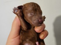 Koyu renk toy poodle bebekler rezerve ilanıdır