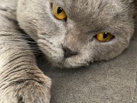1 yaşında dişi british shorthair