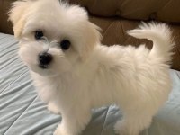 Maltese Terrier A Kalite Teacup Oyuncu Yavrular
