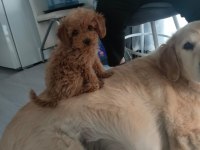 4 aylık dişi toy poodle satılık