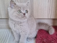 British shorthair yavrular