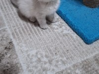 Scottish fold kedisi detaylı bilgi için mesaj atın