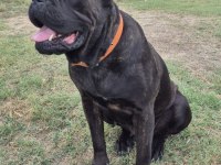 Genç erkek ve dişi cane corso köpekler