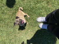 5 aylık dişi pug