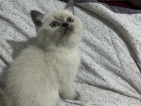 2 aylık blue point scottish fold