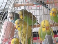 10 adet muhabbet kuşu
