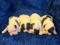 FRANSIZ BULLDOG KÖPEĞİMİZ