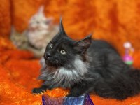 Gri yele maine coon isteyenler