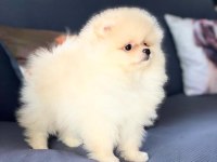Irk özellikleri ile karakterize gerçek teddybear bebekler