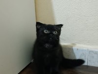 Anne ve 2 yavru british shorthair