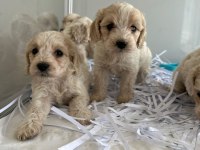 Maltipoo yavrularımız