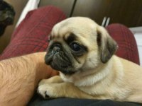 Pug bebeğim