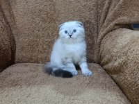 Scottish fold shorthair lynx point oğlumuz