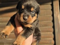 Premium Rottweiler Yavruları
