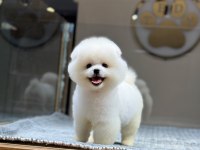 Dişi ve erkek teacup boy pomeranian teddy bear yavrularım