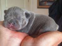 FLUFFY VE İSABELLA TAŞIYICI EXOTİC FRENCH BULLDOG YAVRULAR