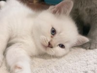 Golden british shorthair yavruma yuva
