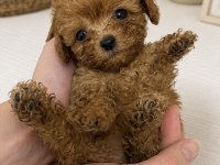 Maltipoo Micro Teacup Kore