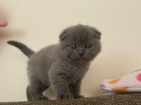 British Shorthair Scottish Fold
