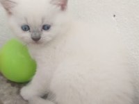 Safkan anne ve babanın yavruları kediler