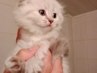 Orjinal British Yavru Maraş Merkez Teslime Hazır