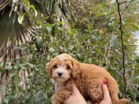 Sevimli maltipoo yavrumuz
