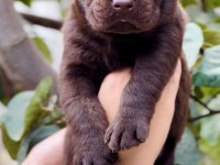 Çikolata Dost Canlısı Labrador Yavrular