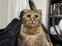 Ücretsiz sahiplendirme 2 yaşında scottish fold