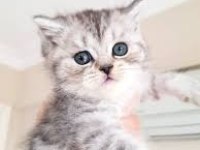 British shorthair toplu yavrularım var adana yüreğir