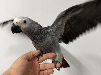ZEYTİN GÖZ YAVRU JAKO BELGELİ