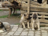 IRK GARANTİLİ KANGAL YAVRULARI
