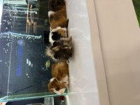 Ginepig Yavruları