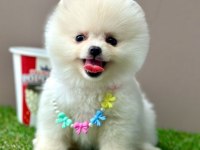 Sevimli Pomeranian Boo Yavrularımız