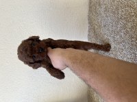 Muhteşem yüz renk ve tüy kalitesine sahip poodle bebekler