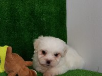 Orijinal Korekan Maltese