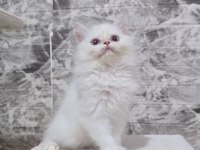 Orijinal Safkan British Longhair Dişi Yavru