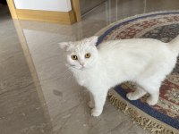 SCOTTİSH FOLD KIZIMI ÜCRETSİZ SAHİPLENDİRMEK İSTİYORUZ